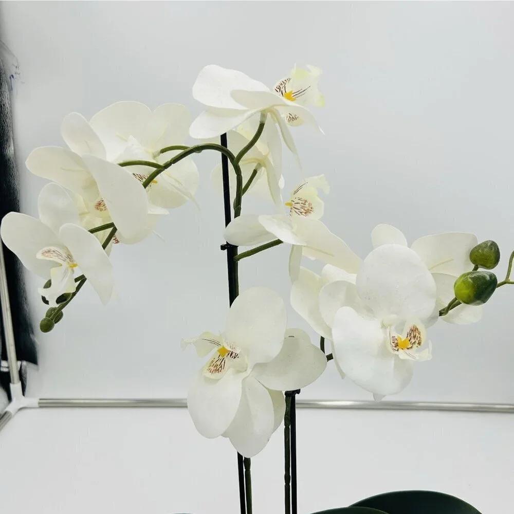 White Phalaenopsis 19